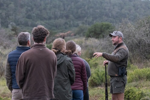 Viewing of elephants on a guided bushwalk Viewing of elephants on a guided bushwalk